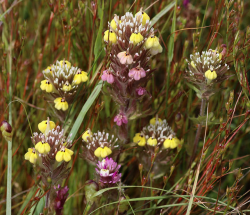 Pink Johnny-nip (Castilleja ambigua var. insalutata). Along trail to Machine Gun Flat, Fort Ord National Monument, Monterey County, CA, 11 May 2016. Copyright © 2016 J. Mark Egger. 